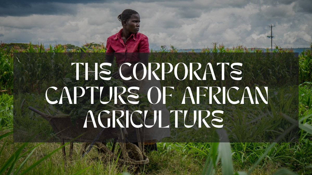 📢Episode 2 of 'The Last Seed' film: 'The Corporate Capture of African Agriculture'.

AGRA's flawed model, neo-colonialism &amp; eroding #seedsovereignty exposed. Witness how corporate interests threaten traditional farming, jeopardizing #foodsovereignty. 👇

bit.ly/3rfyXHh