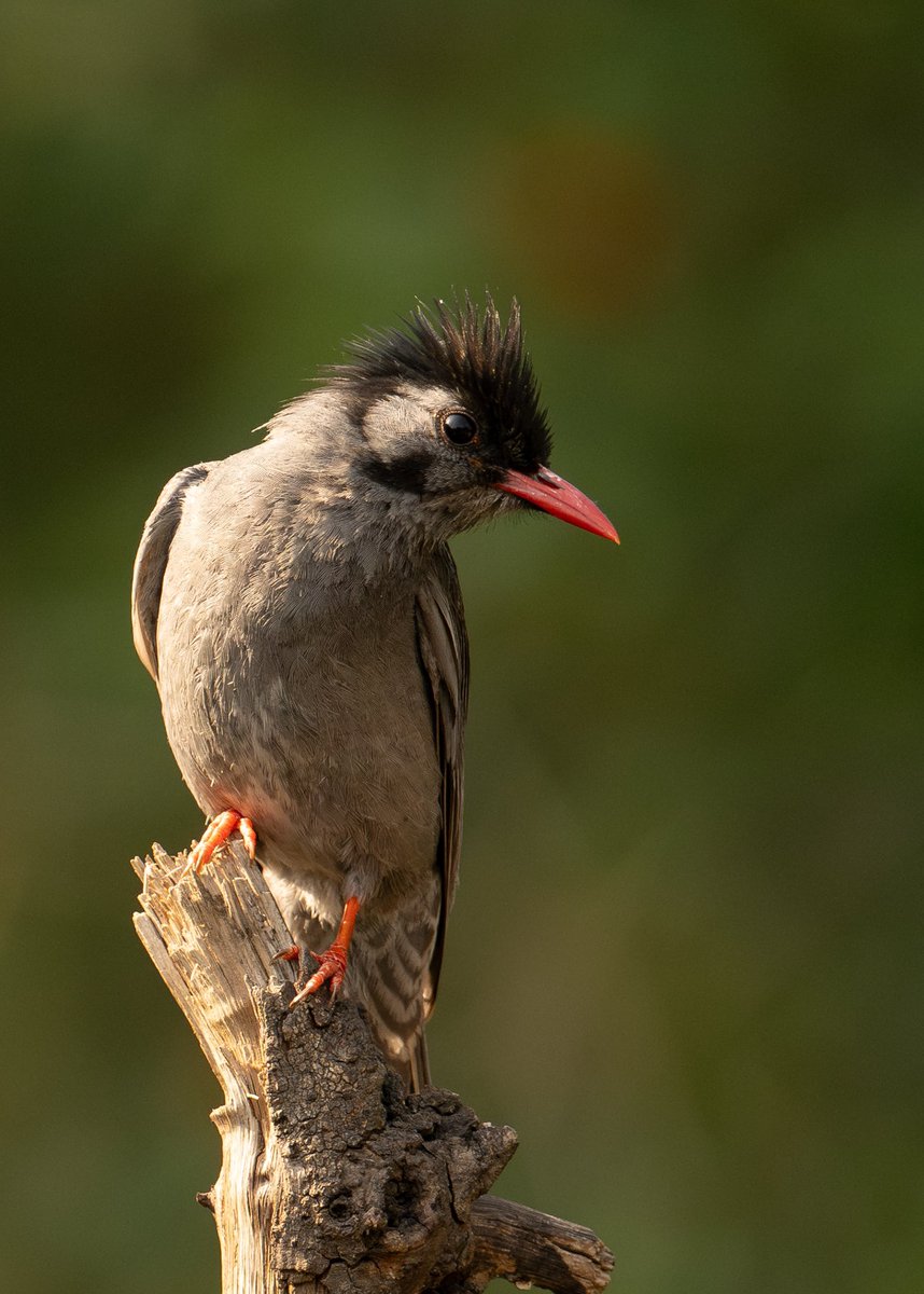 Black  Bulbul @birdnames_en @WorldPhotoDaily @NatGeo @AnimalPlanet @NikonIndia