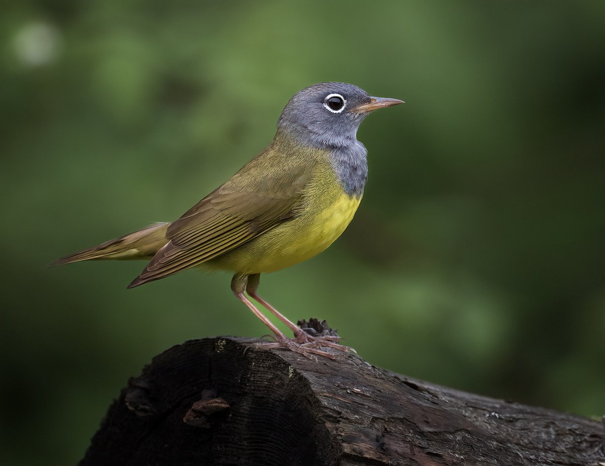 frpaulkammen's tweet photo. A Connecticut Warbler from early June up north. First time getting nice photos of this kind of elusive warbler, got lucky and he flew to a nice perch. #warblers #birds #birdphotography #NaturePhotograhpy #Nikon #birdsofminnesota https://t.co/nf7X02s7Qt