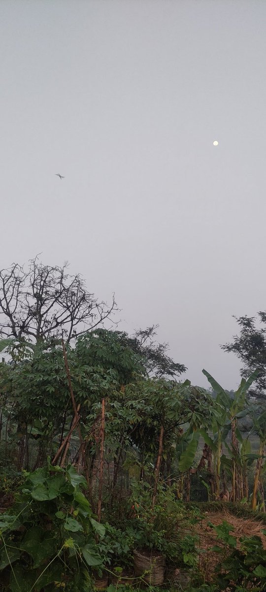 月を知っていますか？ ...はい、ご覧のとおり、まだ丸いです...