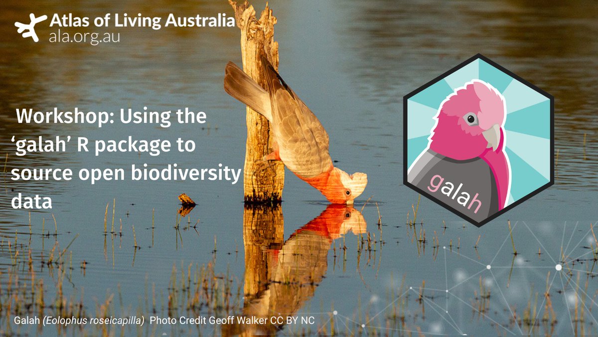 🐦If you're at @EcolSocAus today, make sure you head along to the ALA workshop 'Using the ‘galah’ R package to source open biodiversity data' with @daxkellie & @ShandiyaB! 🕑 2:30 PM - 4:30 PM 📍 Waterfront Room 2 Download the galah R cheat sheet here 🔗 spr.ly/6016PHsJ4