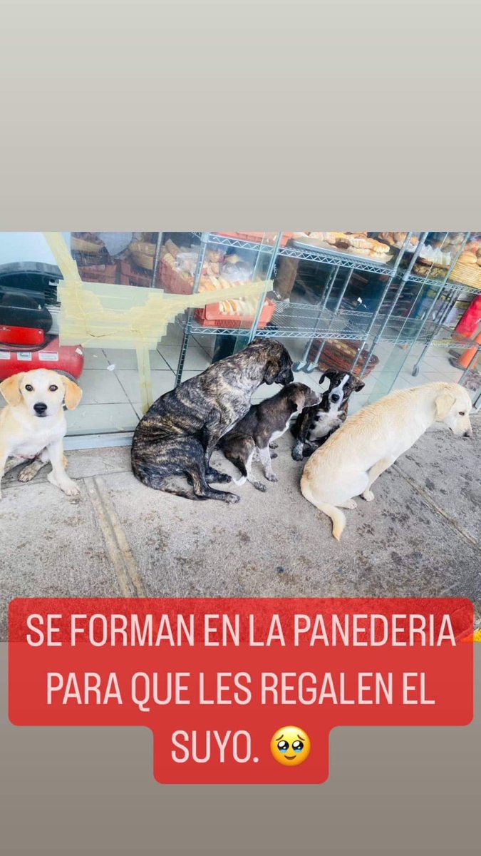 🚨🚨*URGENTE*🚨🚨
Estos perritos todos los días se formaban por su pan frente a la plaza 54 los héroes , el día de hoy llegó una camioneta que no fue protección civil, urge localizarlos si tienes alguna información mandar mensaje, ya hay adoptantes y eran muy queridos por la zona