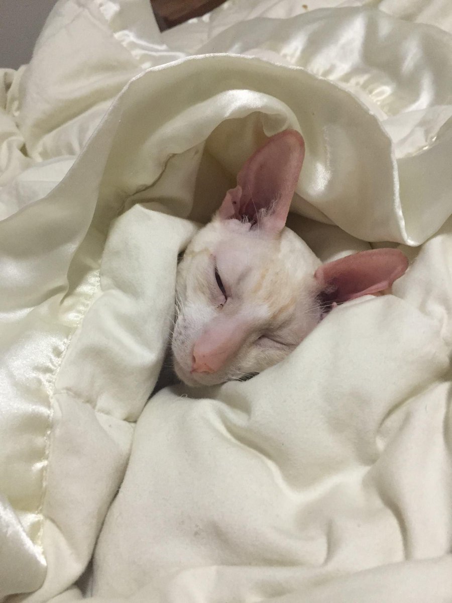 ofthecrossbow's tweet image. Y’all meet my cat Dean this so why I use #dean as my tag name he’s my Emotional support cat  ❤️