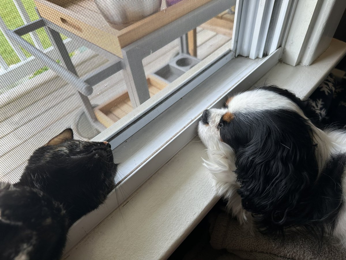 TheMuppet007's tweet photo. I haven’t posted in a couple of months because I’ve been so busy helping my Dad campaign.  He is running for Mayor in our city!  I was so tired today that I fell asleep on watch duty 😴 Then my cat woke me up. https://t.co/oVWOrCnK9h