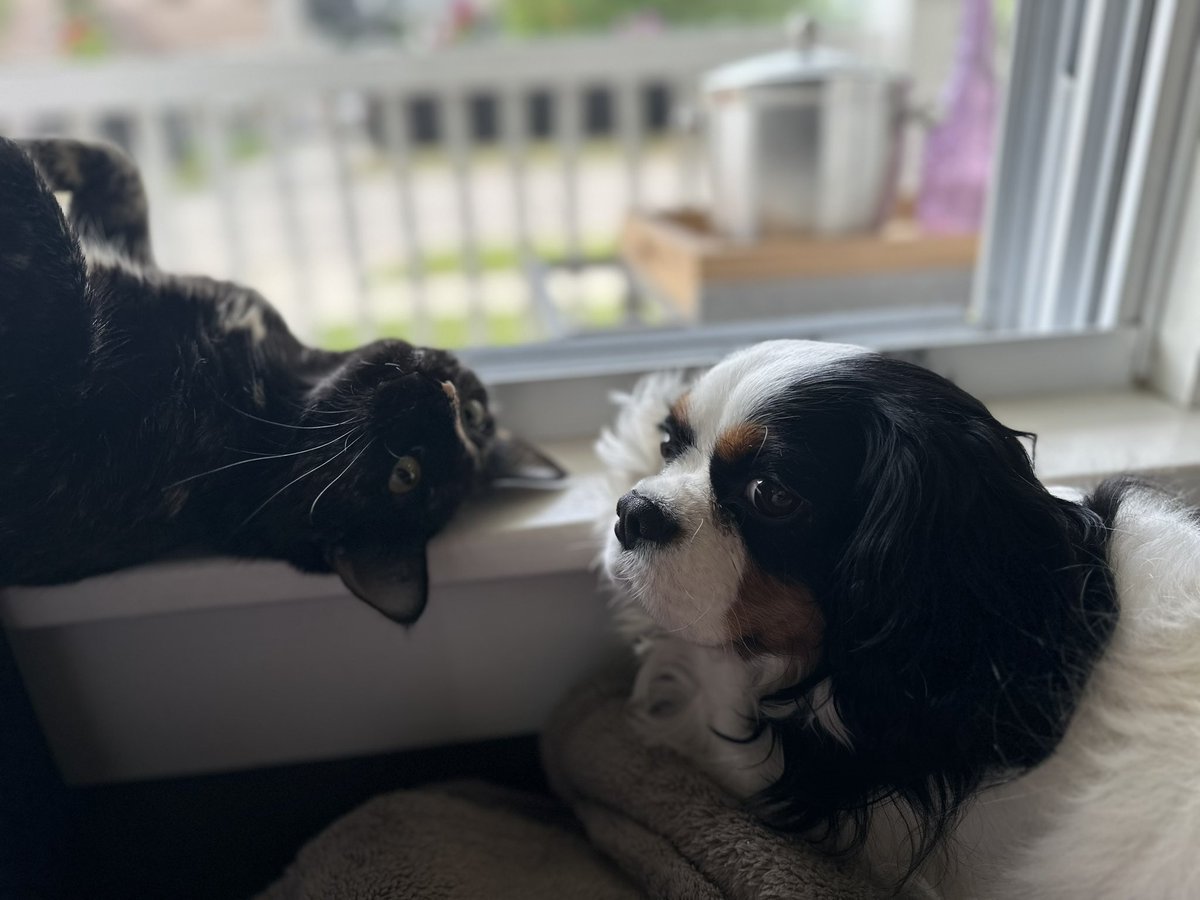 TheMuppet007's tweet photo. I haven’t posted in a couple of months because I’ve been so busy helping my Dad campaign.  He is running for Mayor in our city!  I was so tired today that I fell asleep on watch duty 😴 Then my cat woke me up. https://t.co/oVWOrCnK9h