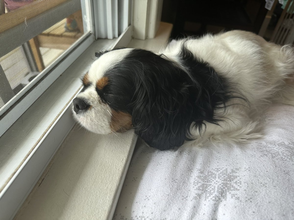 TheMuppet007's tweet photo. I haven’t posted in a couple of months because I’ve been so busy helping my Dad campaign.  He is running for Mayor in our city!  I was so tired today that I fell asleep on watch duty 😴 Then my cat woke me up. https://t.co/oVWOrCnK9h
