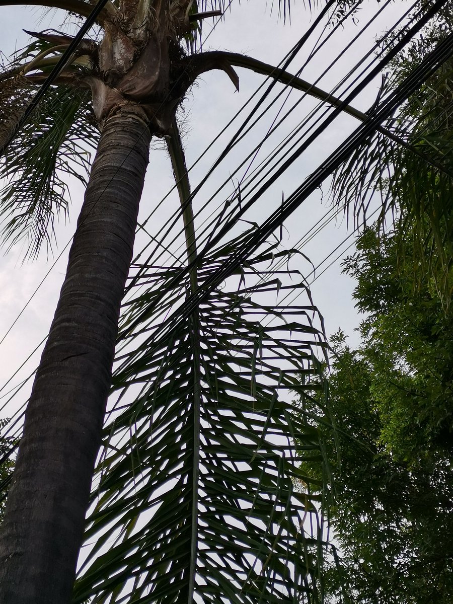 JorgeMac18's tweet photo. @CFEmx de su apoyo por favor, la rama de la palmera está chocando con unos cables de alta tensión https://t.co/Vhvd5MV7LL