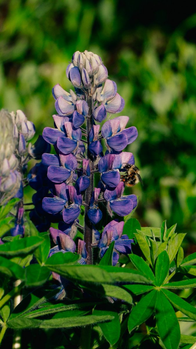 Backcountry Benjamin tweet media