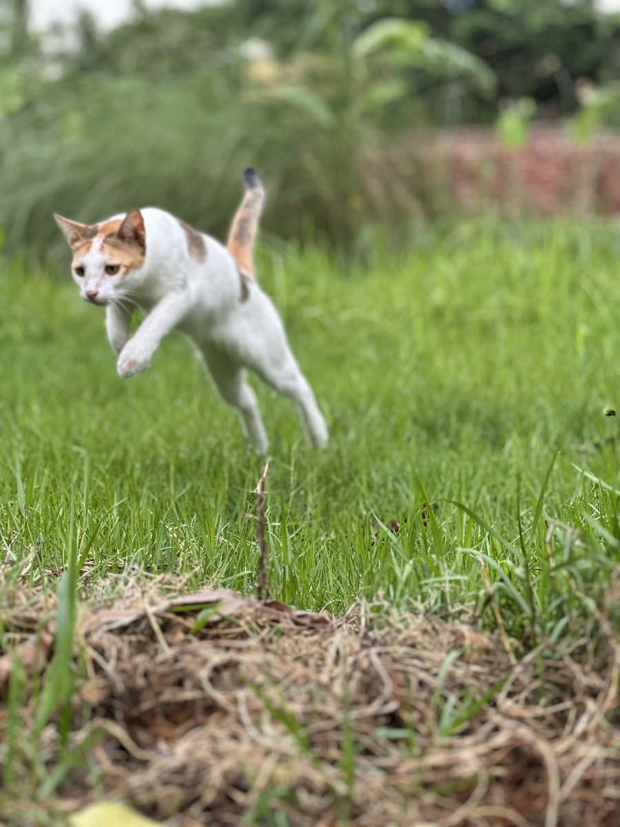 ruesetara's tweet photo. some of the natural beauty captured in our little village in Bangladesh:
- our cat 
- two black drongos 
- mottlegill mushrooms
- a grass lynx spider https://t.co/IQmOiy6EKx