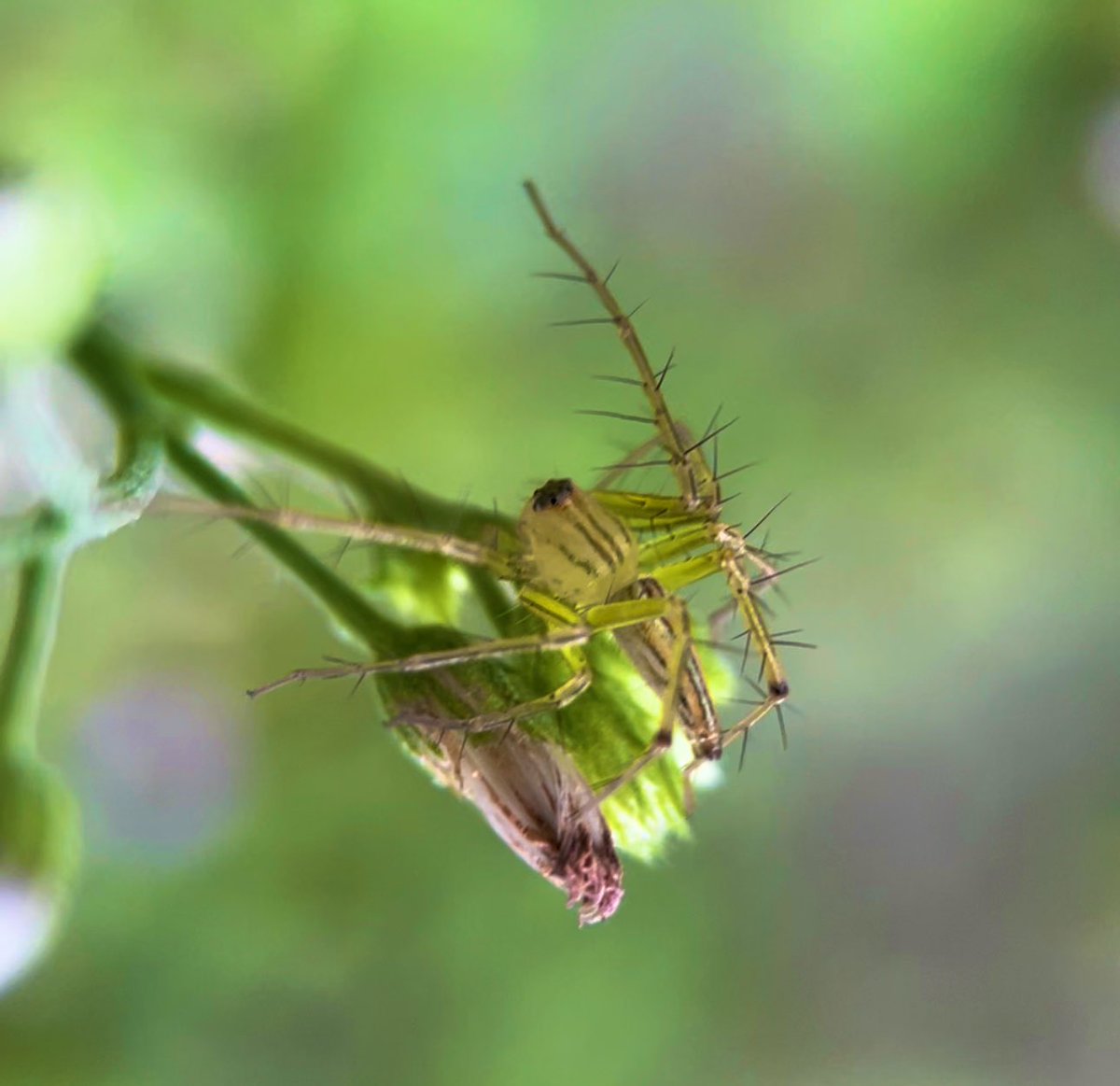 ruesetara's tweet photo. some of the natural beauty captured in our little village in Bangladesh:
- our cat 
- two black drongos 
- mottlegill mushrooms
- a grass lynx spider https://t.co/IQmOiy6EKx