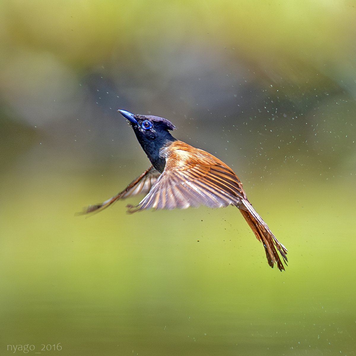 nyago_2016's tweet photo. 水浴びからの #飛翔 ♪
#サンコウチョウ #JapaneseParadiseFlycatcher #鳥 #野鳥 #bird #wildbird #flying #takeoff #flyoff https://t.co/KAew9GtcaO