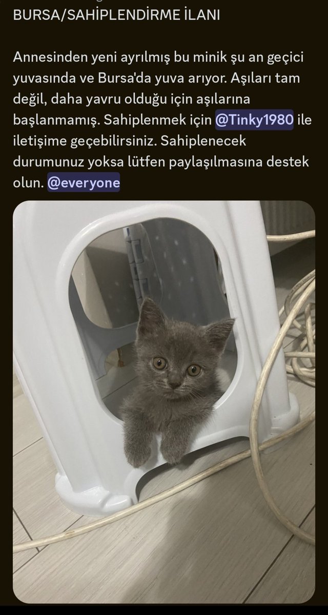 buluttanlale's tweet photo. BURSA KEDİ SAHİPLENDİRME, @_Tinky1980 https://t.co/vcKLjIaVvG
