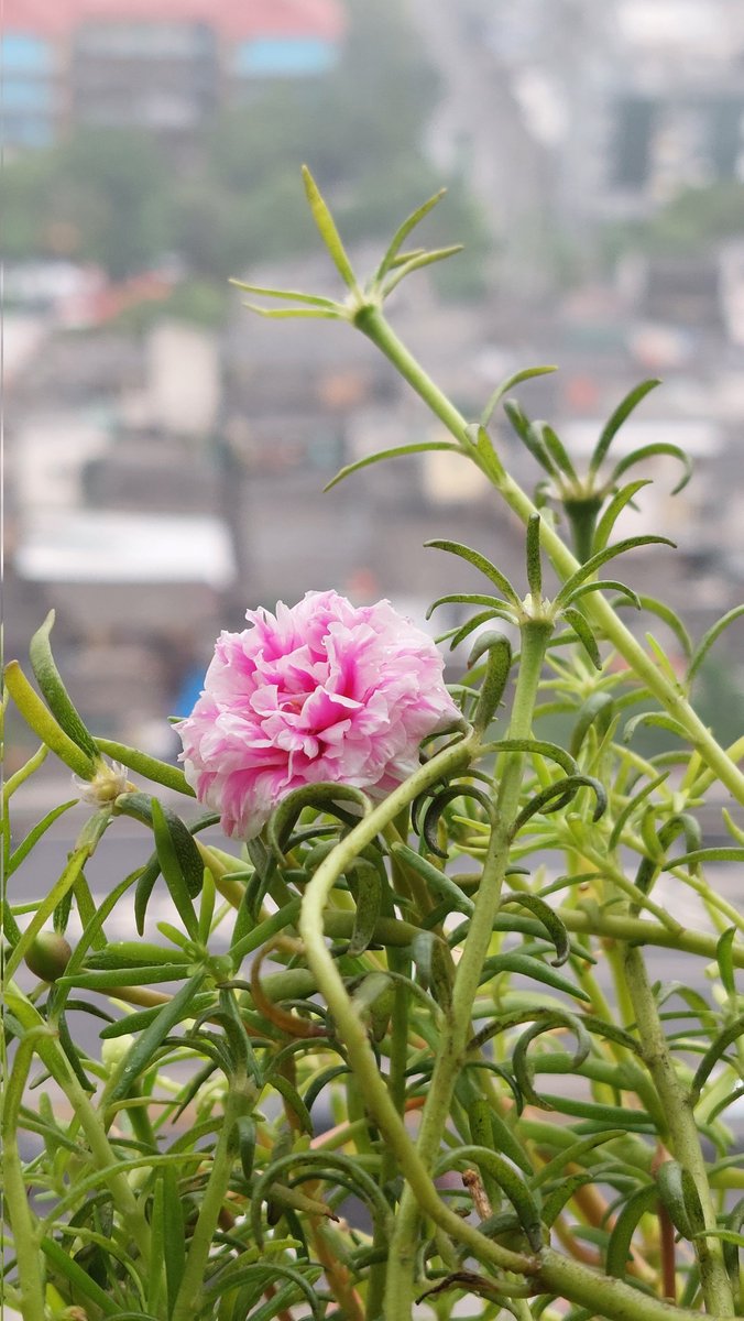 dearestbangchan's tweet image. &quot;𝒉𝒖𝒋𝒂𝒏 𝒅𝒊 𝒃𝒖𝒍𝒂𝒏 𝒋𝒖𝒍𝒊&quot;
ㅡshots with #GalaxyA52s
    jakarta, 10.42 am.