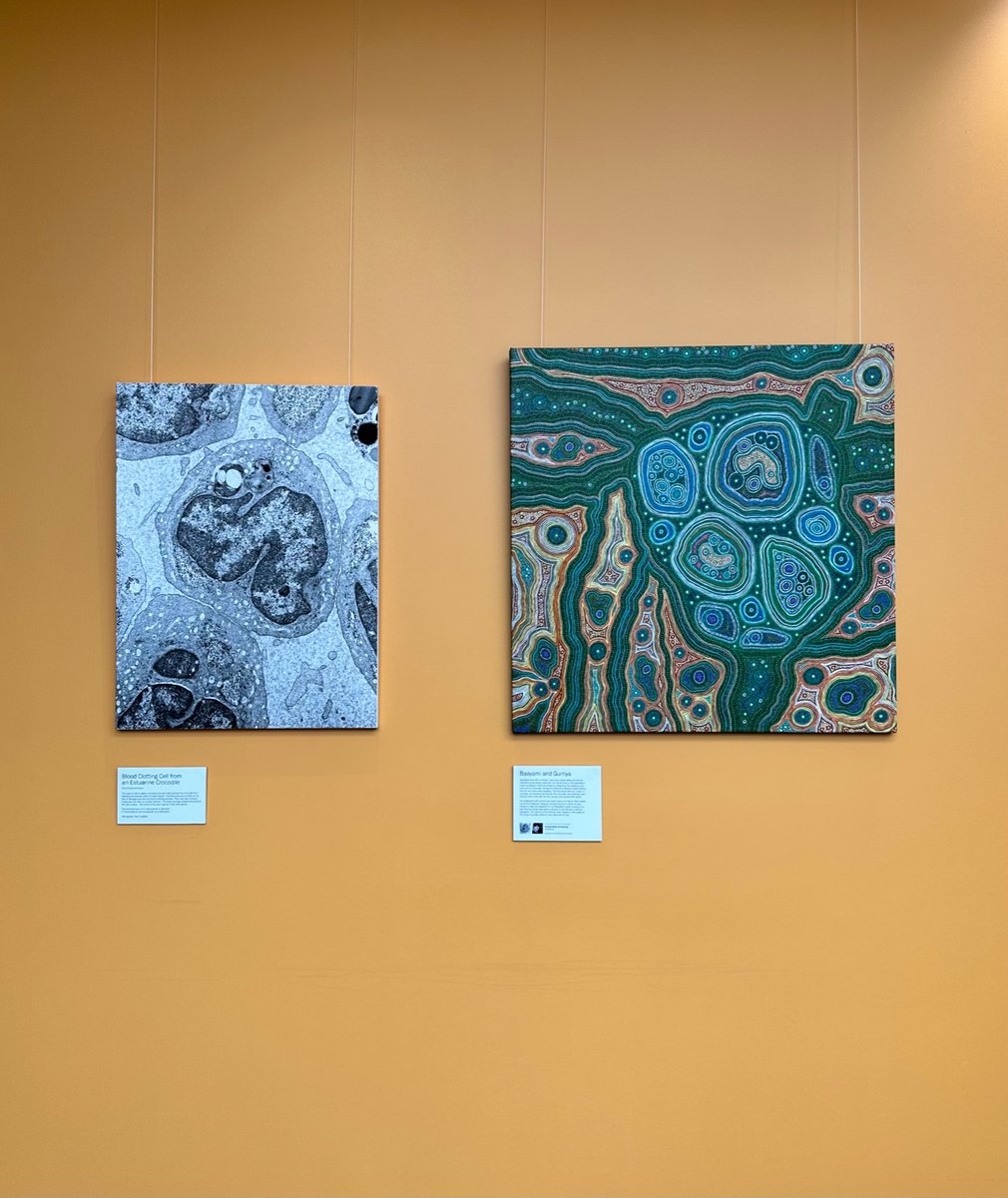 A blood clotting cell from an Estuarine Crocodile side by side with Baayami and Gurriya, a painting by Arkeria Rose Armstrong depicting the story of Baayami (Spirit Father) and Gurriya, the crocodile. Up in <a href="/CPC_usyd/">Charles Perkins Centre</a> for NAIDOC week (and hopefully beyond) along with many others!