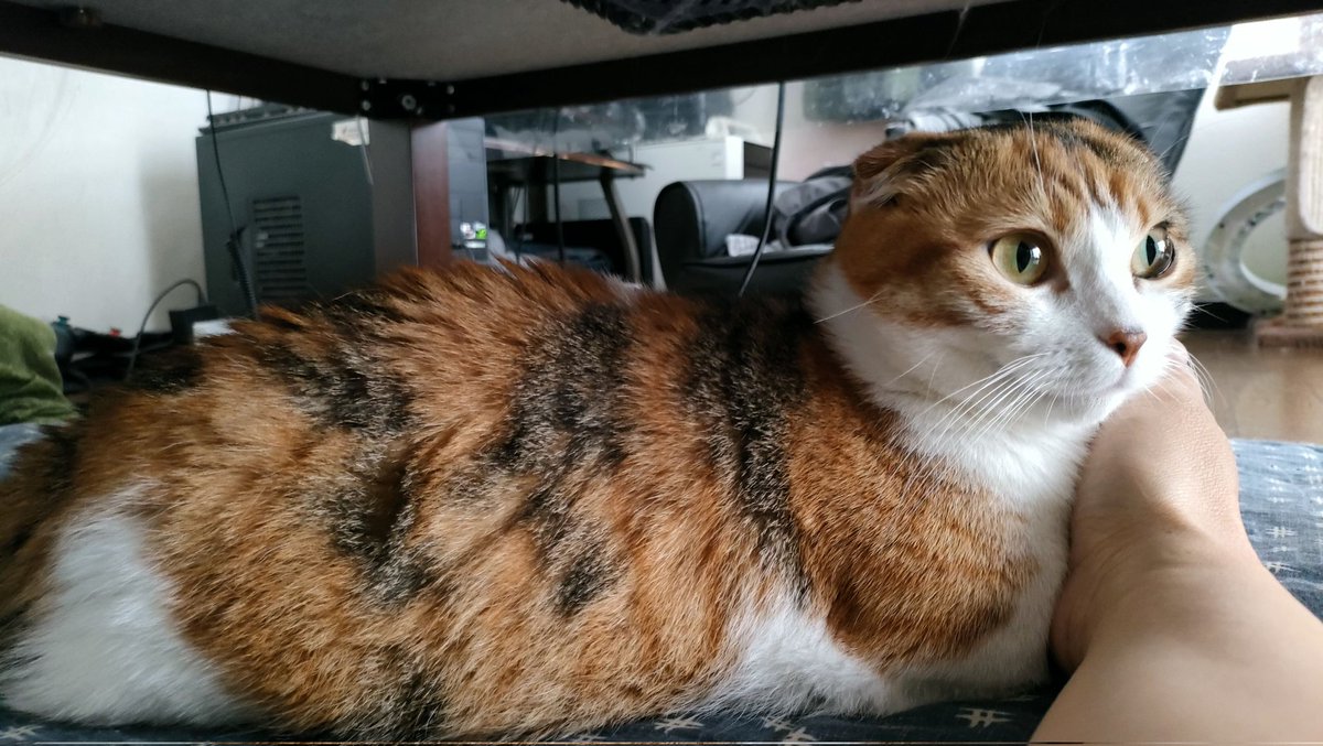 lifewithfourca1's tweet photo. まったりしてる「むぎ」
#猫 #ねこ #猫好きさんと繫がりたい 
#猫がいる暮らし #猫がいる幸せ https://t.co/jKQgZtHUc8