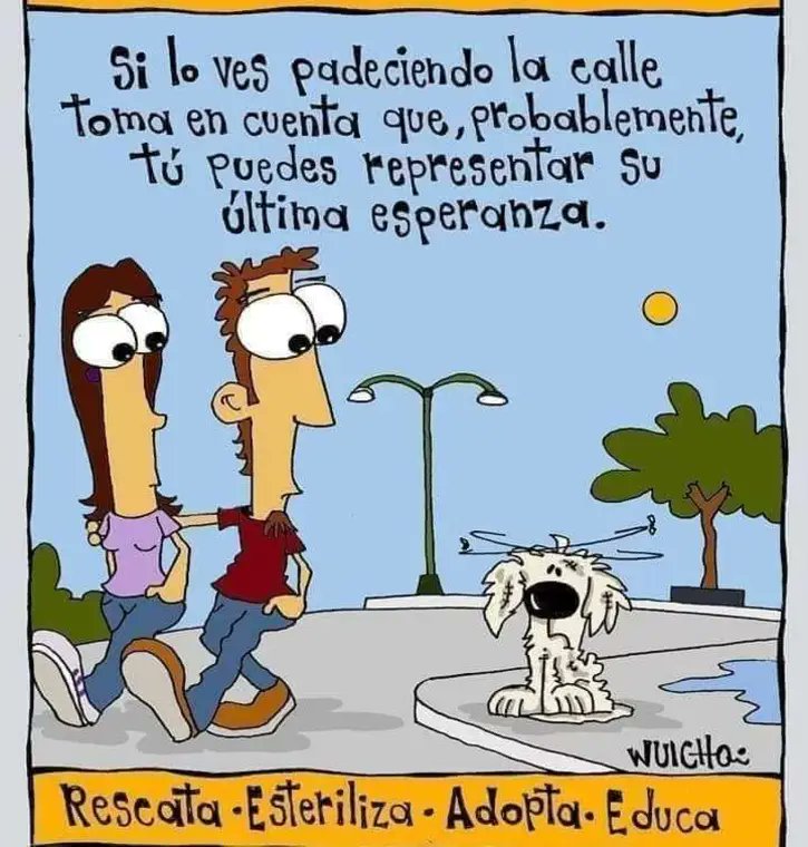 Obgarzo's tweet image. Ayudemos a los perros callejeros