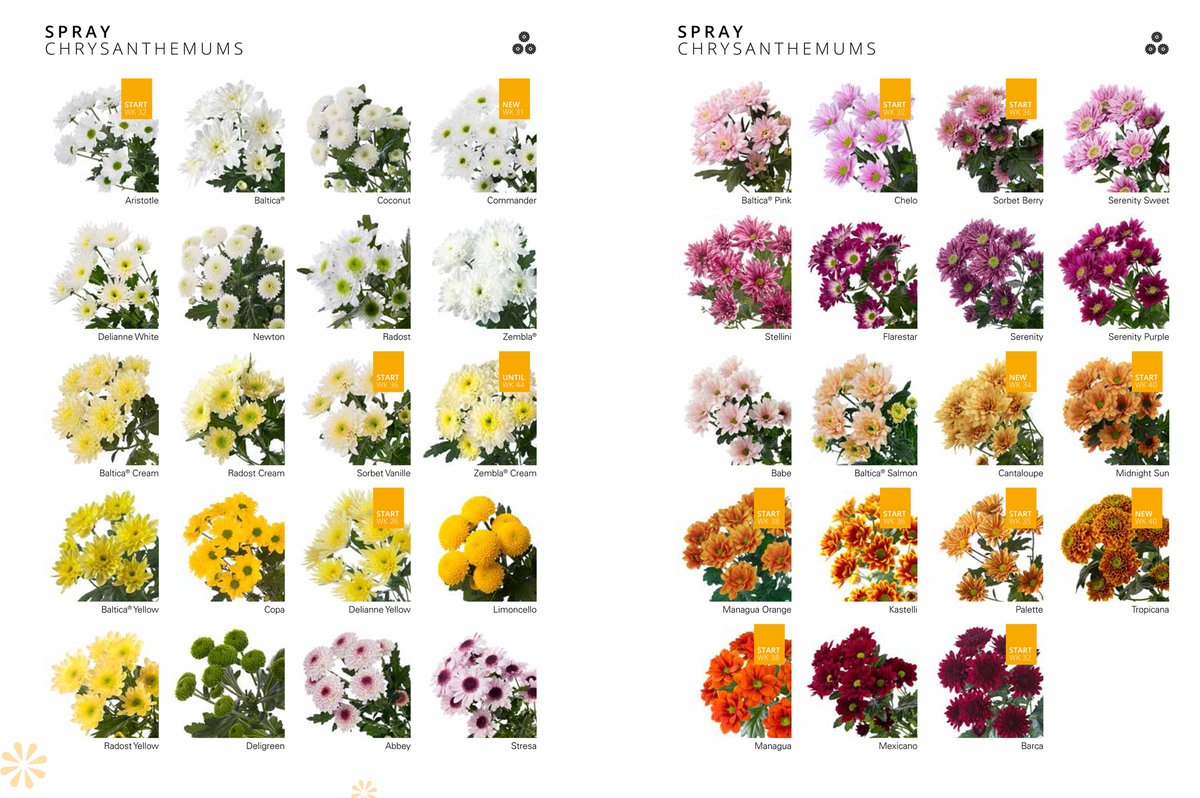 Deliflor Chrysanten tweet media