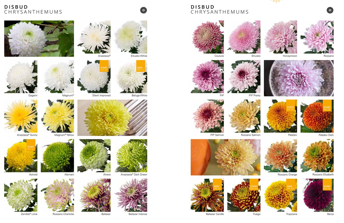 Welke Deliflor chrysantenrassen zijn deze zomer en najaar verkrijgbaar? Check het zelf in onze nieuwe Chrysanthemum Update:
ow.ly/awLP50P4S54

#chrysanten #chrysant #deliflorchrysanten #deliflor