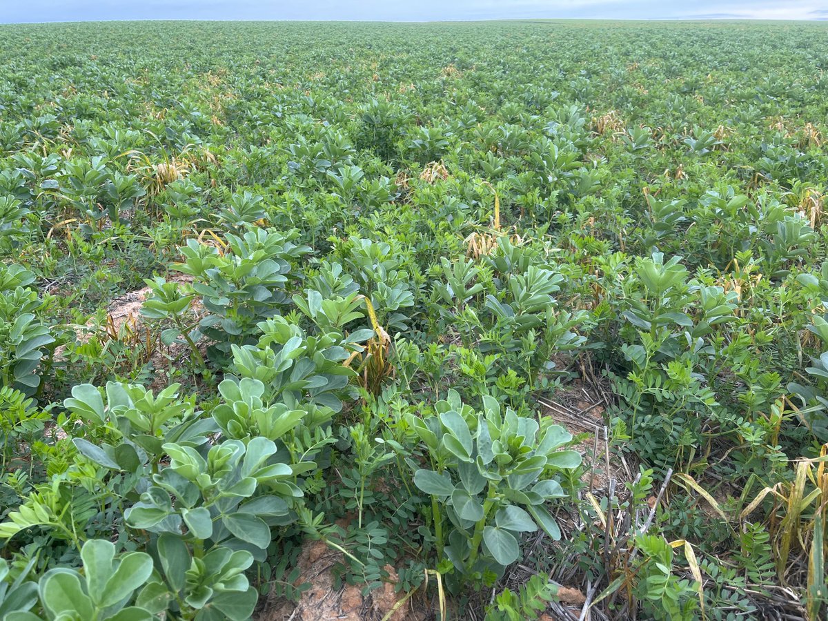 lubin_stringer's tweet image. The best paddock on our farm, we delved and spaded it last year and grew a nice crop of wheat

This year we’re trying to build soil health with beans and vetch to set it up for years to come

Im tempted to run the spader back through in couple months and turn the bulk back in 🤔