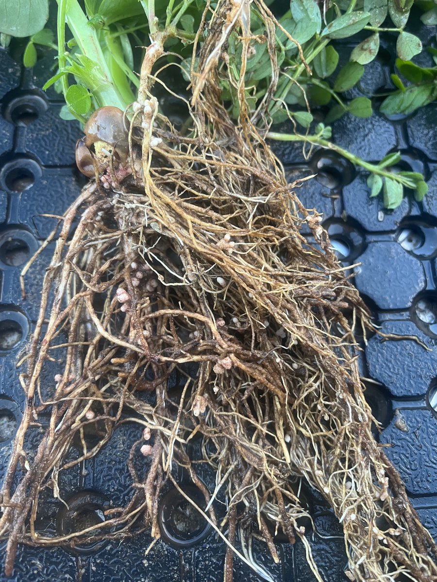 lubin_stringer's tweet image. The best paddock on our farm, we delved and spaded it last year and grew a nice crop of wheat

This year we’re trying to build soil health with beans and vetch to set it up for years to come

Im tempted to run the spader back through in couple months and turn the bulk back in 🤔