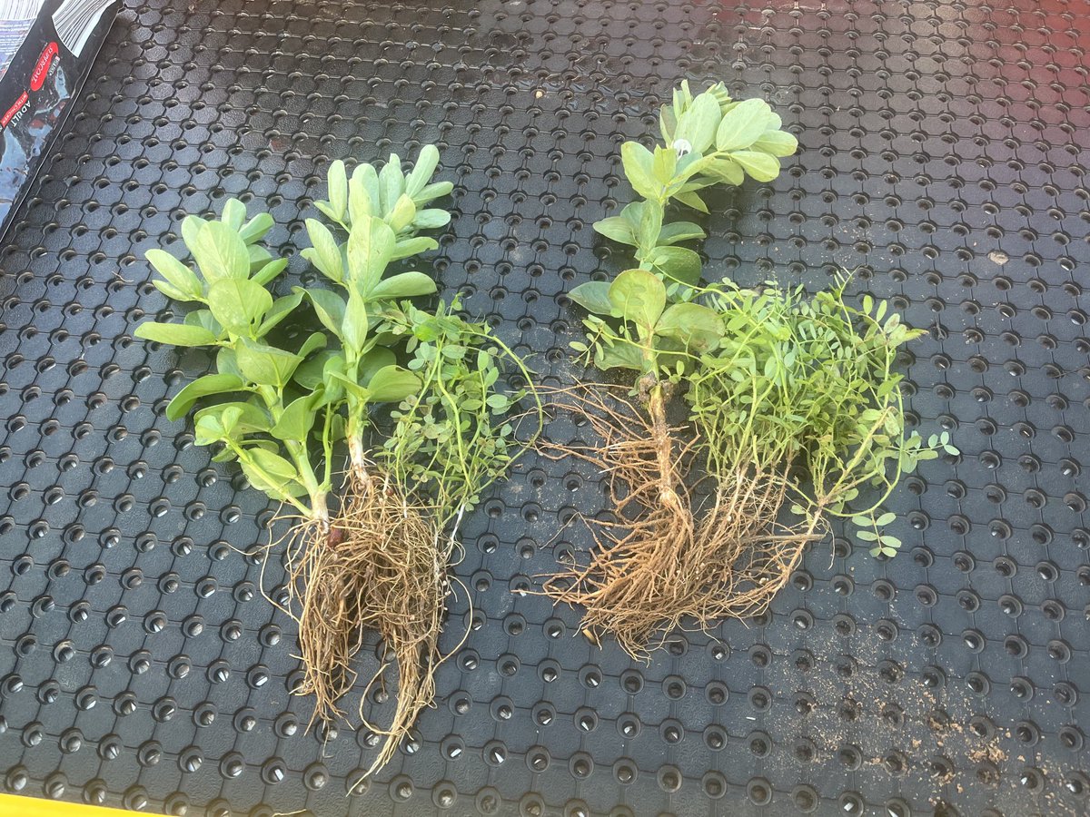 lubin_stringer's tweet image. The best paddock on our farm, we delved and spaded it last year and grew a nice crop of wheat

This year we’re trying to build soil health with beans and vetch to set it up for years to come

Im tempted to run the spader back through in couple months and turn the bulk back in 🤔