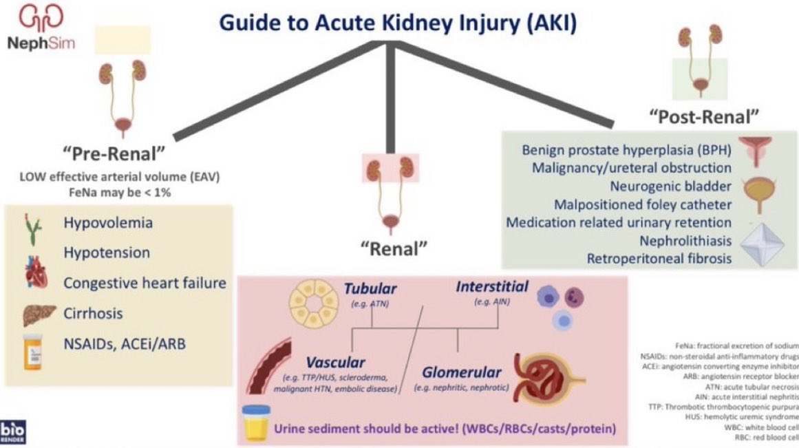 ShrooqHawati's tweet photo. Acute kidney injury overview 🩺

#FOAMed #FOAMcc #MedEd #MedTwitter #medicaleducation #MedicalStudents #nephrology #emergency #residents #nephrotweet #nephrotwitter #nephromedia #medicine #KidneyDisease https://t.co/ysdcr6g3QA