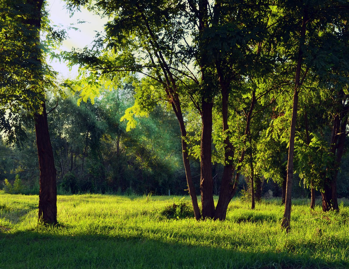 It's #NetZeroWeek and protecting our environment will help boost biodiversity & capture CO2 💚

Trees absorb one of the most prominent greenhouse gases - carbon dioxide! In fact, trees are known as 'carbon sinks'. Let's keep looking after trees so that they can look after us!