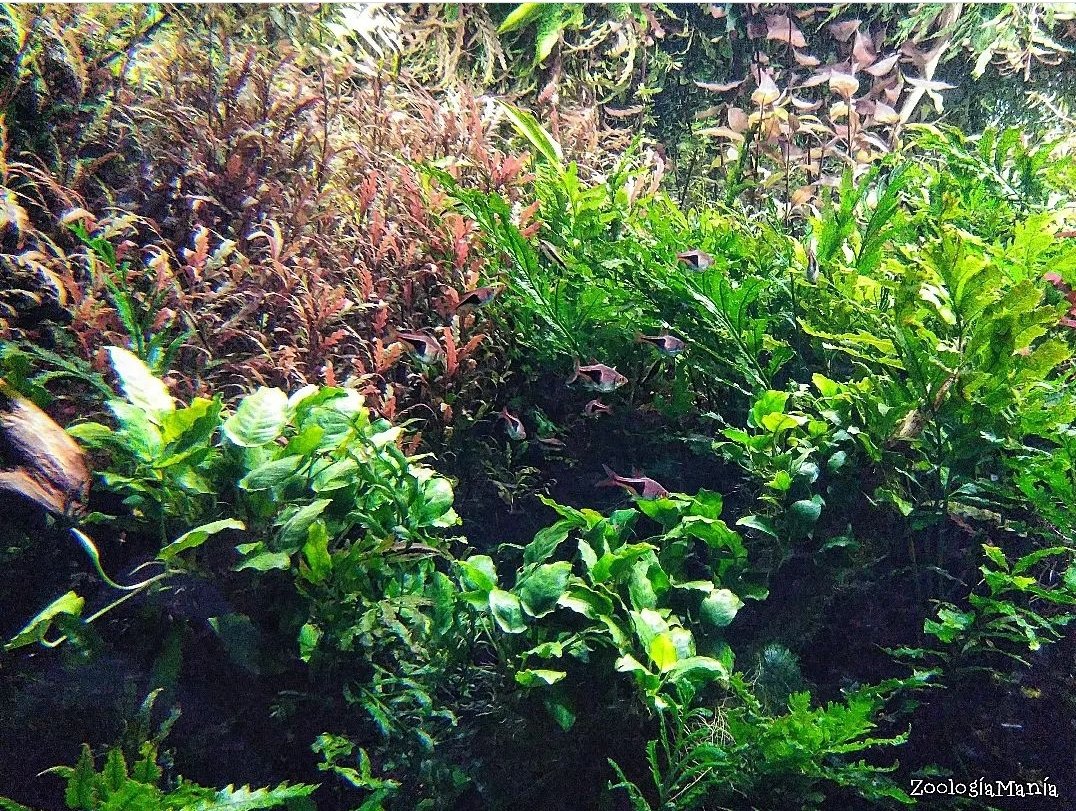 Florestas submersas🌱

#ZoologiaMania #Aquarium #Acuario #Green #PlantedTank #PlantedAquarium #Scape #AcuarioPlantado #Paisajismo #Plantas #Plants #Fish #Peces #FlorestasSubmersas #Lisboa #OceanarioLisboa #TakashiAmano #Amano #PickOfTheDay #Pick #Photo #Photography #Photographer