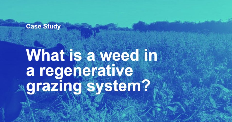 What is a weed in a regenerative grazing system? What can they tell us? And could eating ‘weeds’ have nutritional benefits for cattle? Find out more in our latest AMP grazing project blog: faifarms.com/case-study-wha…