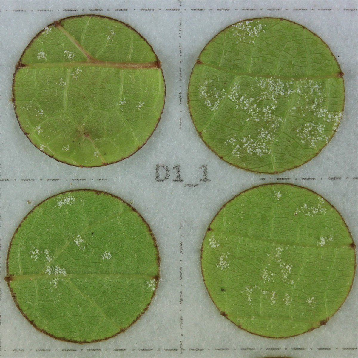 Essais en cours à <a href="/inrae_save/">INRAE_SAVE</a> pour étudier l'efficacité de produits de #biocontrôle contre Plasmopara viticola par la plateforme #BC2GRAPE <a href="/MarieCcleDufour/">Marie-Cécile Dufour / BC2Grape</a>.
