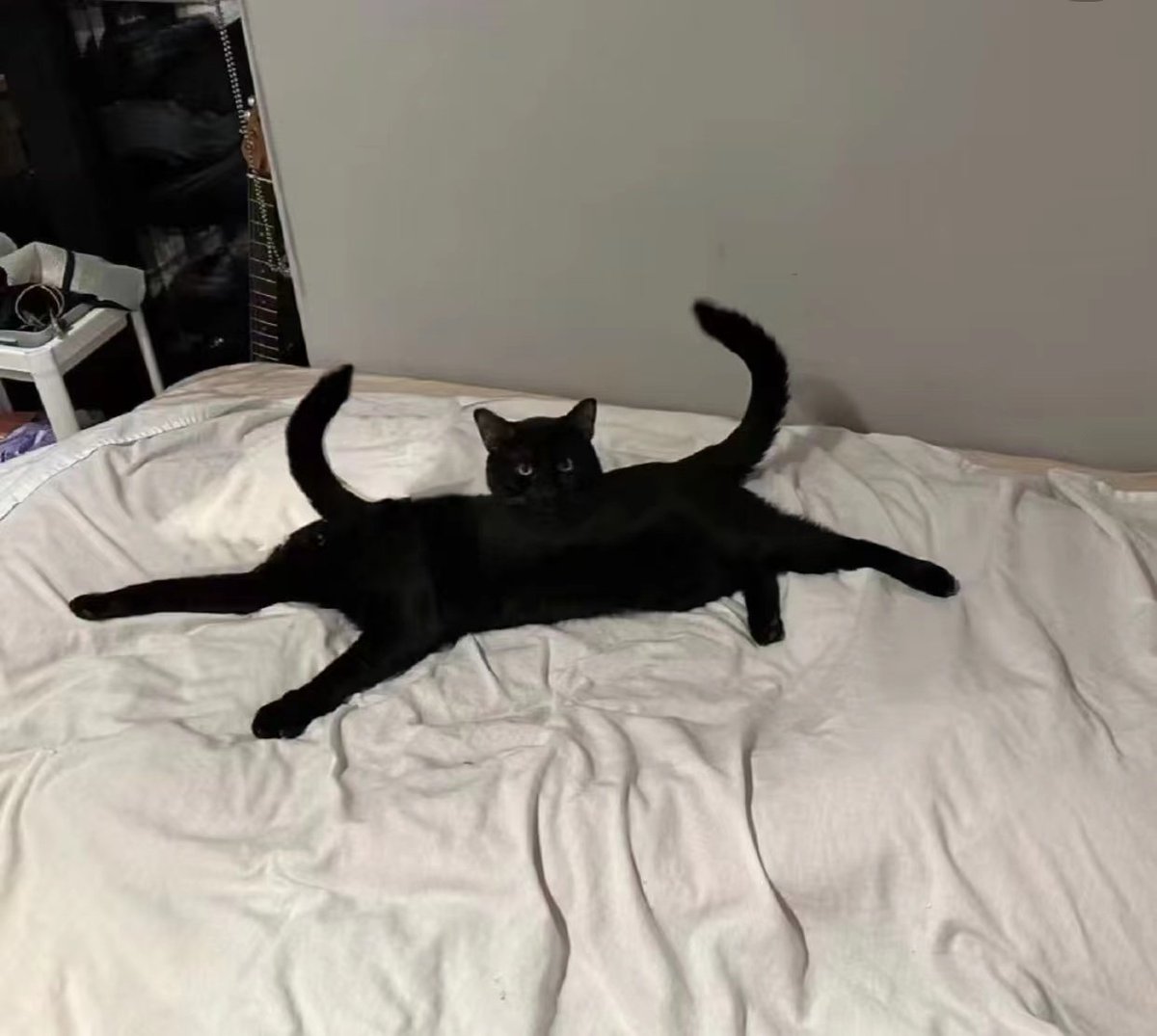 今天是素猫猫🐱