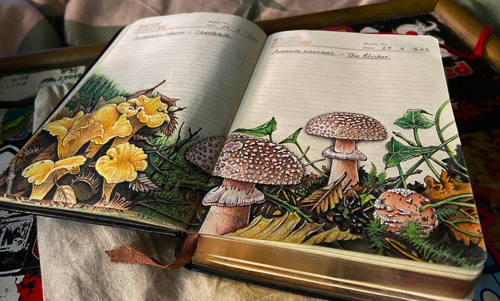 Chanterelles & Blushers WIP #FungiJournal #fungi #mushrooms #mushroomart #naturejournal