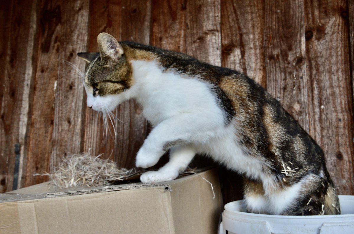 WSchaekel's tweet photo. Nach den Hanfschäben inspiziert Kater Grigori auch die Hanffasern.
#Hanf #Nutzhanf #Hanffaser https://t.co/6oHIeF6ovb