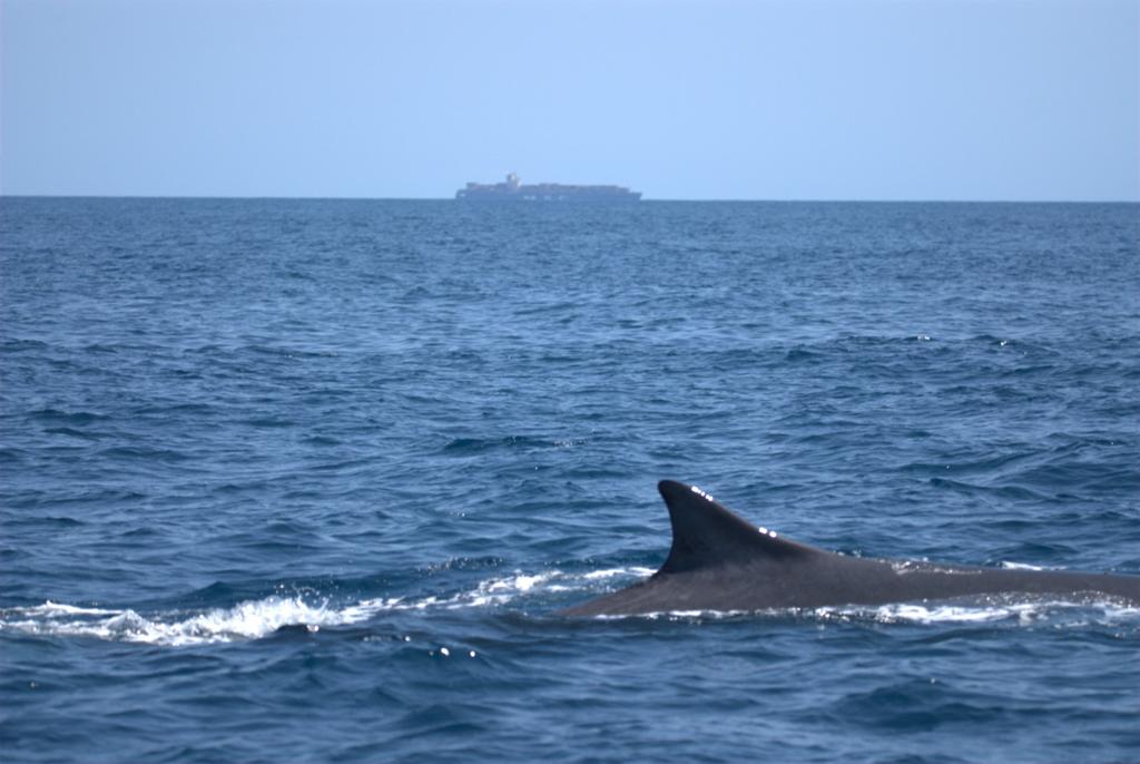 deniaviva's tweet photo. Bon dia, #Dénia! 👋🐋
🔭 #Rorcual avistado el martes a su paso por nuestra costa.
📷 Imágenes de la @UPV y el @mitecogob.
👀 Si los veis...
📲 Podéis avisar y enviar fotos o vídeos al teléfono: 616 947 579 https://t.co/oVRKZzNsLq
