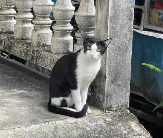 CatsterClub's tweet photo. 🏠หาบ้านให้น้องแมว🏠
น้องเป็นเพศเมีย ทำหมั้นและฉีดกันพิษสุนัขบ้าให้น้องแล้วเรียบร้อย น้องเข้ากะบะทรายเป็น หยอดยาเห็บหมัดแล้ว น่าจะอายุประมาณ 2-3 ปี นิสัยติดคน ขี้อ้อน แต่จะไม่ค่อยไว้ใจแมวตัวอื่น น้องน่าจะเคยมีเจ้าของมาก่อน ส่วนตัวไม่สามารถเลี้ยงน้องได้เพราะในบ้านมีแมวอยู่แล้วน้องเข้ากันไม่ได้ค่ะ  
อยู่กรุงเทพค่ะ สามารถขับรถไปส่งน้องได้นะคะ (เฟิร์น 088-969-1469)