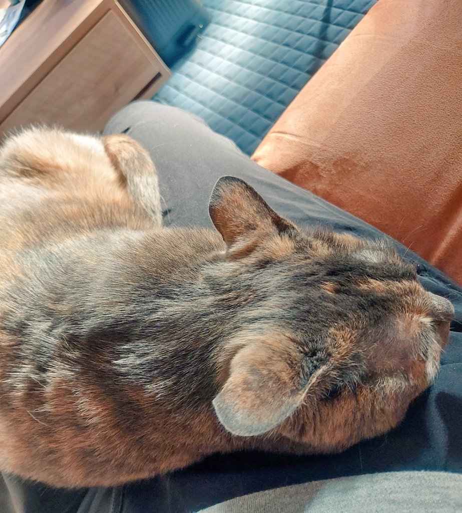 ten2_'s tweet photo. 家族になって3年弱、ついに今日
初めて私の膝に乗ってくれた🥹

超ビビりでシャーシャー猫パンチやったけど、最近はシャーも言わなくなって
娘だけやけど、抱っこもできるようになった!!

うれしいな🥰 https://t.co/iLxCVSth8X