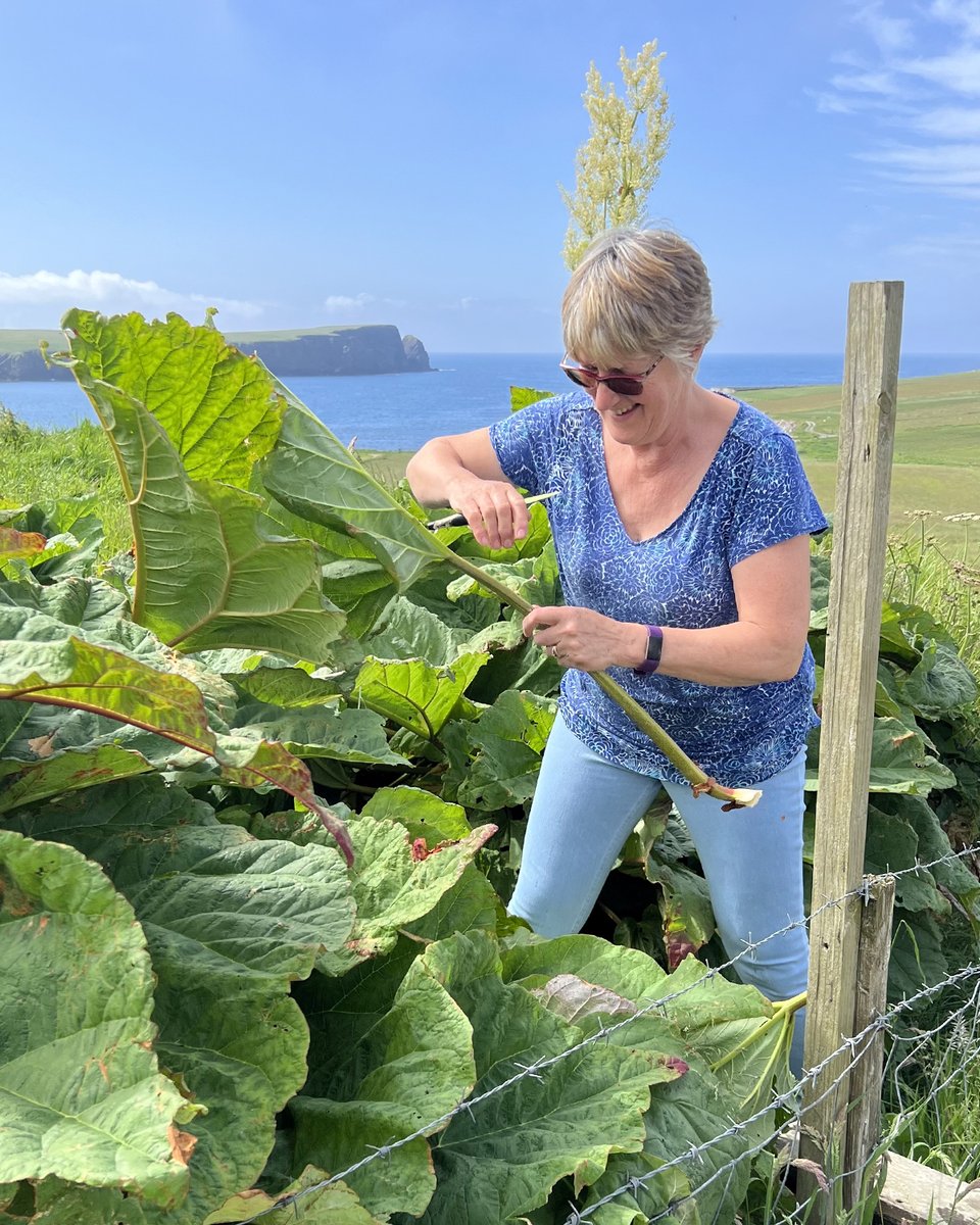 For more than two centuries households throughout Shetland have been picking the abundant stalks at their freshest, preserving them by making jams and chutneys for consuming throughout the year. Read more in our latest blog post: tasteofshetland.com/news/shetland-… #tasteofshetland