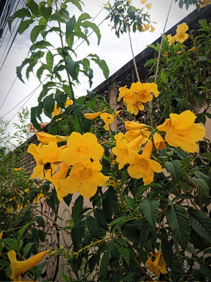 uncletar_shop's tweet photo. ทองอุไร
#ร้านต้นไม้ลุงต้า #ต้นไม้ #โหนกระแส #tree #TikTok #สุดยอด #kxrn #ทองอุไร #july #natty #ไอซ์ปรีชญา #บวงสรวงรักเธอไม่มีวันตาย #นายกคนที่30 #กรรมกรข่าวคุยนอกจอ #TaylorSwiftErasTour #ดังพันกร #STARK #พิมรี่พาย #longlivelove #จะเลิกกันอีกวันไหน #บุญปกครองจันทร์ #660706_2 https://t.co/O6ycWGtyjl