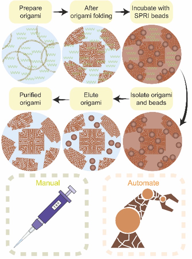 paoloactis's tweet image. Excited to share our work on how to automate the purification of DNA origami. No centrifugations, no columns, just a pipette (or a 🤖) and a magnet!  Brilliant idea of @chalmerscccc @Gayathr06377645 in collaboration with @EarlhamInst @EI_single_cell   biorxiv.org/content/10.110…