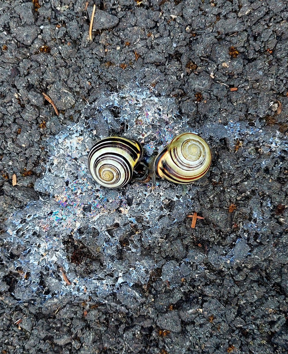 collieennis's tweet photo. Someone had quite the night....
#SnailJizz https://t.co/YBSPnuBxX5