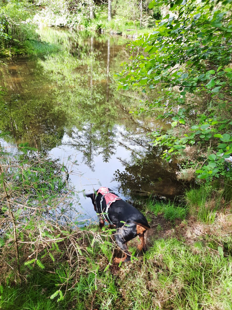 NotBadForHerAge's tweet image. Two  thirsty dogs 😋 I've taken them on separate runs @Whinlatter as Damson can manage further than Fred. Two very happy dogs 🙂🐕🐕 🏃🏻‍♀️ #trailrunning #runningwithdogs #Damson #Dobermann #Fred #dogsoftwitter