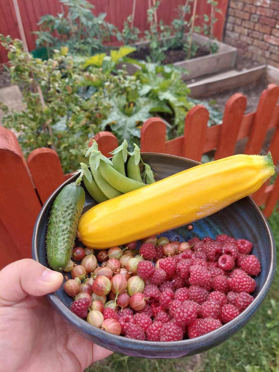 Gardening > screening papers for a systematic review. 
The veg patch rewards my hard work much quicker than academia... 

#PhD #PhDVoice #PhDLife #PhDChat #PhDTwitter #AcademicChatter #AcademicTwitter #SelfCare #AllotmentLife #Harvest