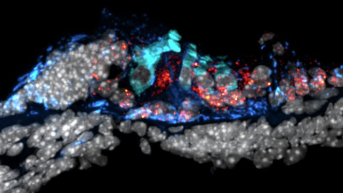 PCACLab's tweet image. Happy to announce the release of our single cell transcriptomic atlas of the cochlea in PNAS!

doi.org/10.1073/pnas.2…

pasteur.fr/en/research-jo…

#cochlea #transcriptome #singlecell