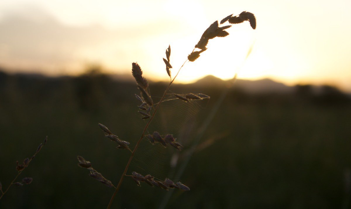 Through the lens of this photograph, we are transported to a place of serenity and awe, where Kangaroo Grass becomes a symbol of the enduring beauty and adaptability of nature. Submitted by Chapelle Musa 2, CC-BY-SA-4.0 

#WikiLovesEarth2023 🇺🇬