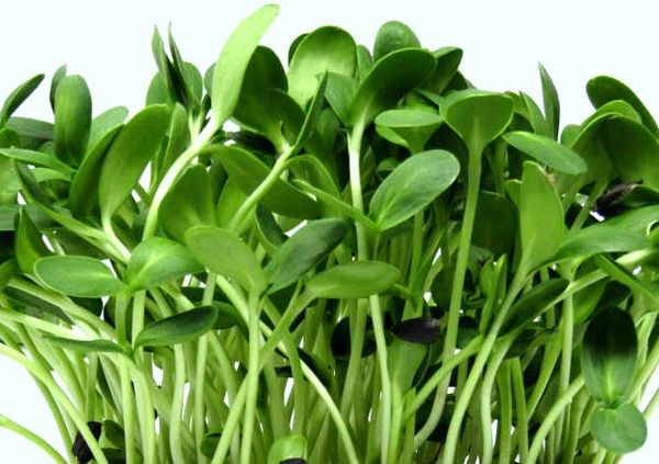 PopsGreens tweet media