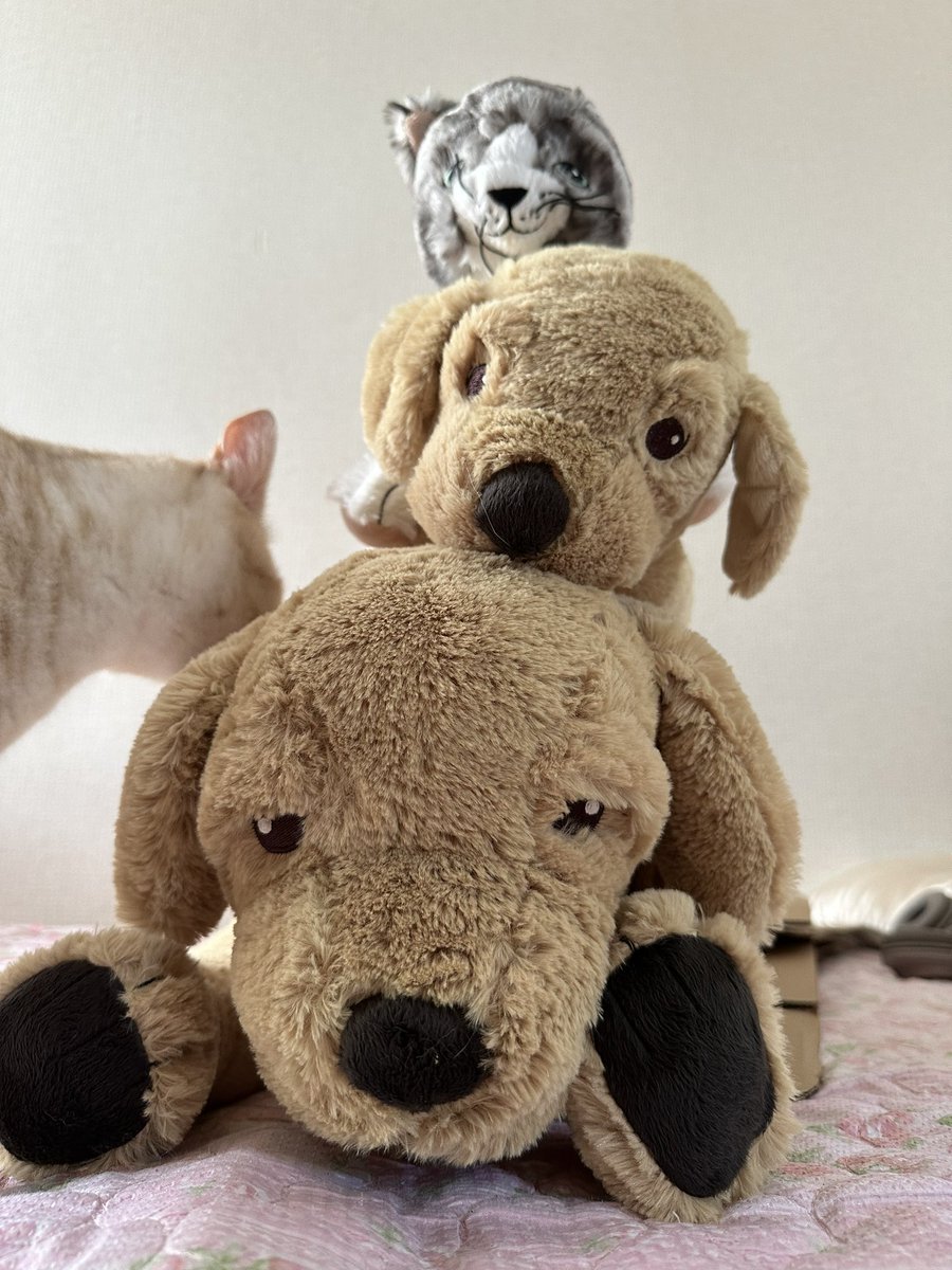 pekkatsu's tweet photo. フェスで使用するわんちゃんや猫ちゃんたちも仕入れました🙆‍♀️

我が家の猫ちゃんが興味津々です。

#リベ大フェス2023 
#リベ大
#リベシティ https://t.co/3sK1GYPFnm