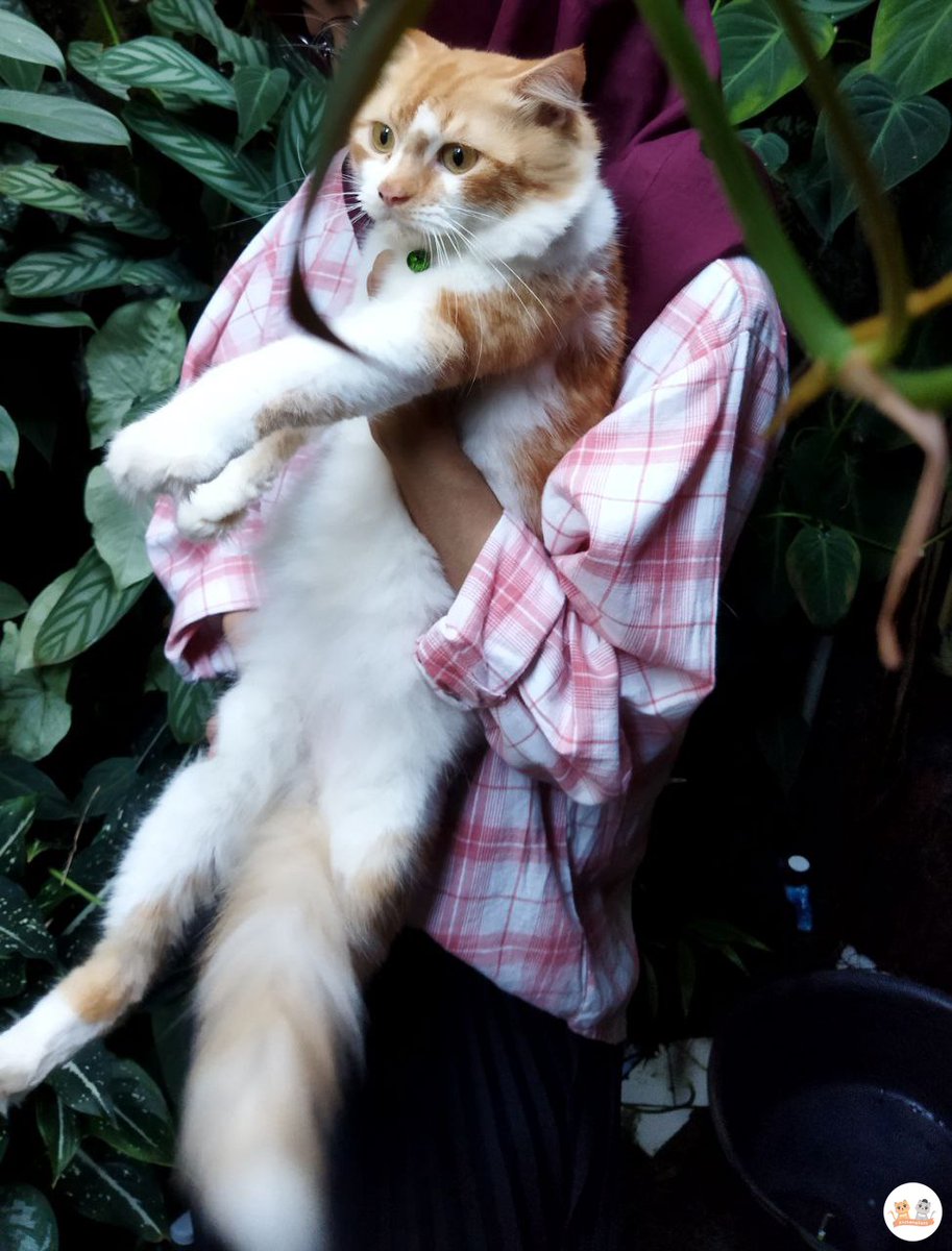kochengfs's tweet photo. kcg! Twitter do your magic! adakah yg kehilangan kucing🐈 di daerah semarang selatan, kota semarang (dekat unisbank pandanaran), kucingnya gendut pake kalung hijau. Tolong bantu share cat lovers, semoga bisa segera ketemu owner nya. https://t.co/m4hDs6kxze