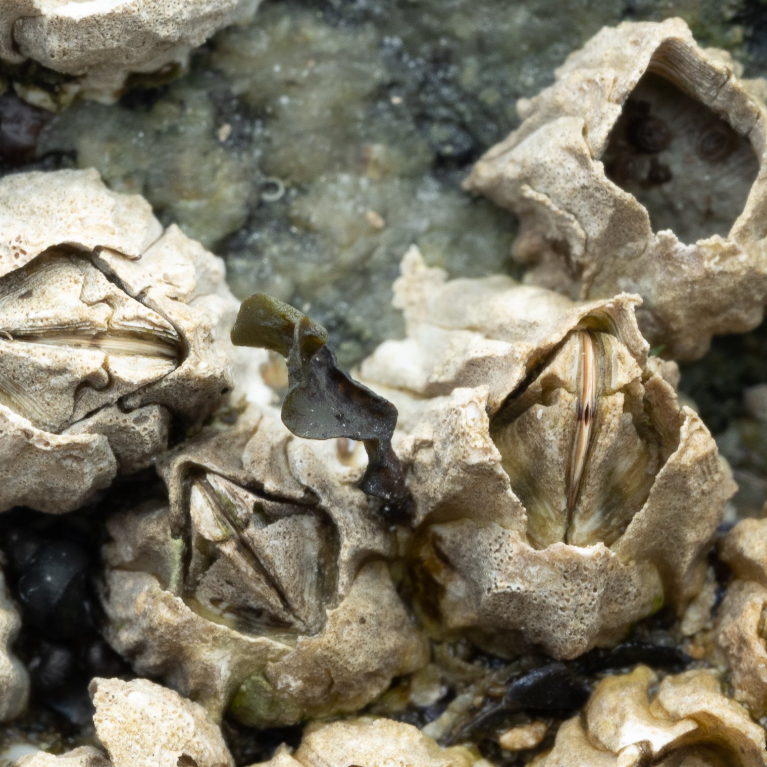 Alan Yoshioka, PhD, on Amity Island on Twitter: 