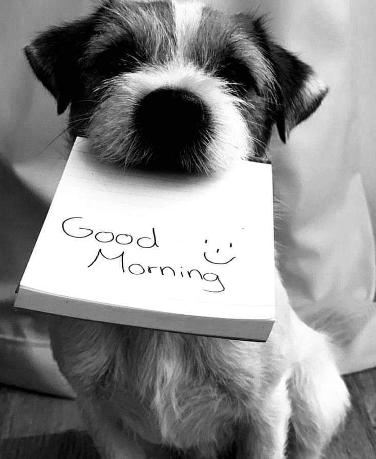 Nisecomo tweet media