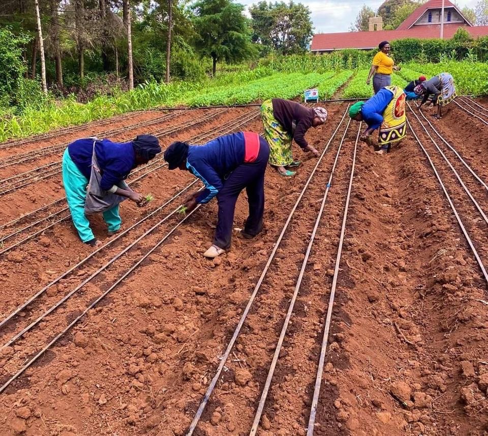 I think women are better &amp; more patient when bending over for hours, transplanting fragile seedlings 🌱 in the ground than men. 
Men tend to prefer tilling large pieces of land with a hoe than bend over.
What’s your labor preference - male or female? #DripIsLife <a href="/DavisShirtliff/">Davis & Shirtliff</a>